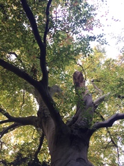 Fagus sylvatica