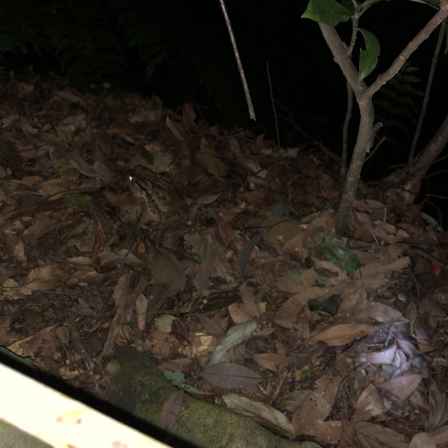 Bufo bankorensis