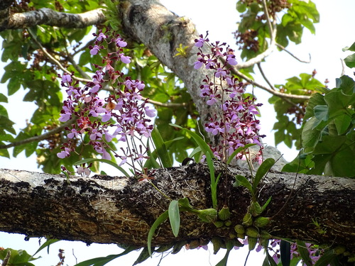 Image of Encyclia cordigera by (c) Alexis López Hernández, some rights reserved (CC BY)