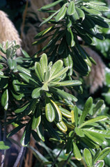 Pittosporum rangitahua
