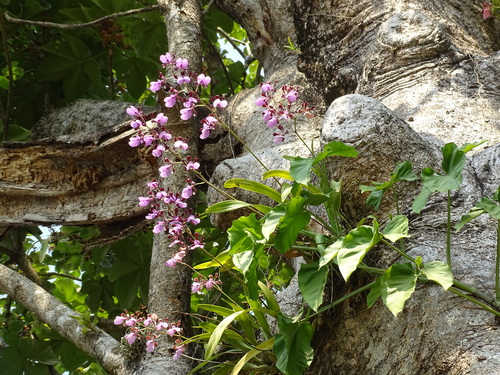 Image of Encyclia cordigera by (c) Alexis López Hernández, some rights reserved (CC BY)