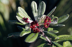 Pittosporum rangitahua