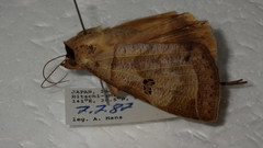 Lygephila maxima