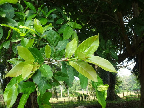 Ficus hirsuta observed 2023-04-12