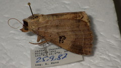 Lygephila maxima