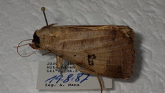 Lygephila maxima