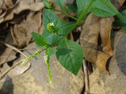 Image of Microtea debilis by (c) Alexis López Hernández, some rights reserved (CC BY)