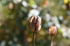 Lilium michiganense