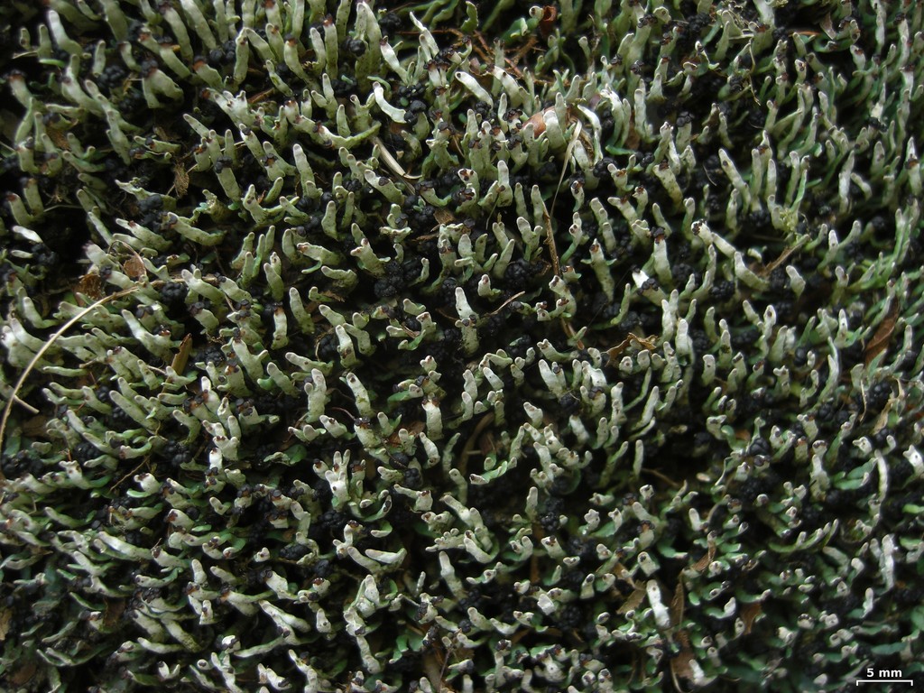 Cetradonia