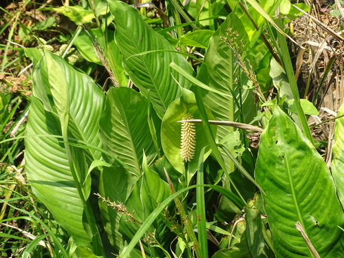 Image of Spathiphyllum friedrichsthalii by (c) Alexis López Hernández, some rights reserved (CC BY)