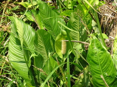 Spathiphyllum friedrichsthalii, photograph (c) Alexis López Hernández, some rights reserved (CC BY)