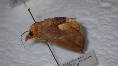 Oraesia excavata