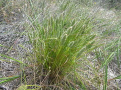 Tribolium hispidum