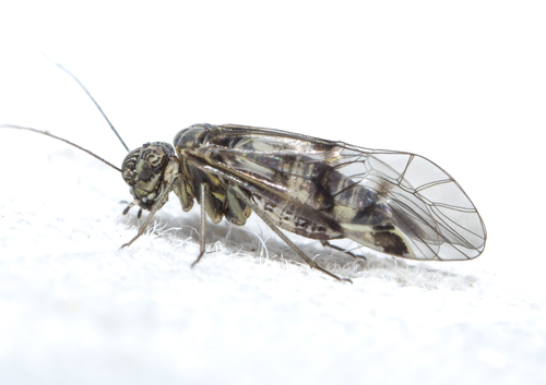 Amphigerontia nuotrauka