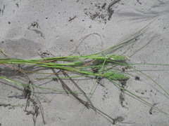 Tribolium hispidum