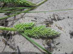 Tribolium hispidum