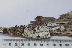 Menegazzia