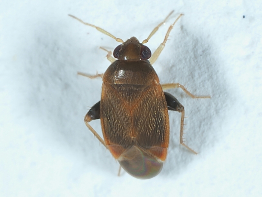 Decomiini