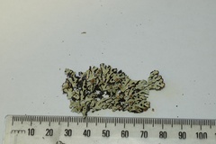 Menegazzia