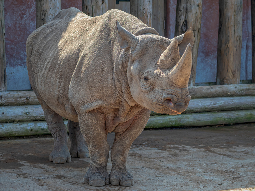 Black Rhinoceros