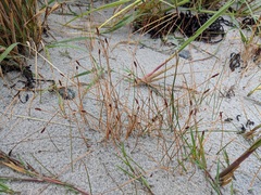 Eleocharis uniglumis