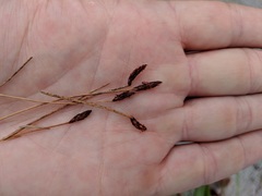 Eleocharis uniglumis