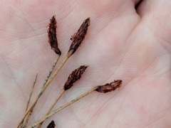 Eleocharis uniglumis