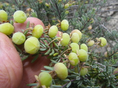 Roepera spinosa