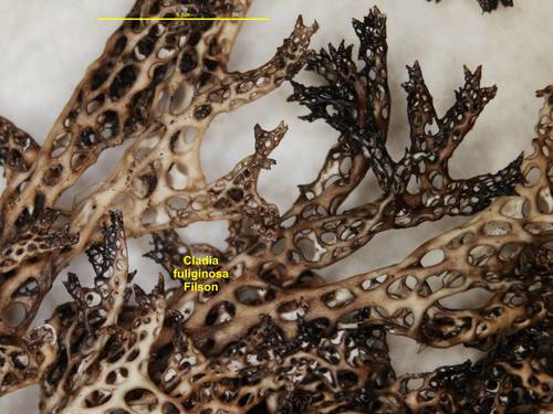 Cladia fuliginosa