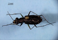 Cicindela punctulata punctulata