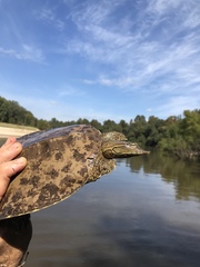 Apalone spinifera aspera