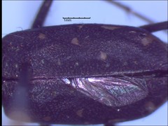 Cicindela punctulata punctulata