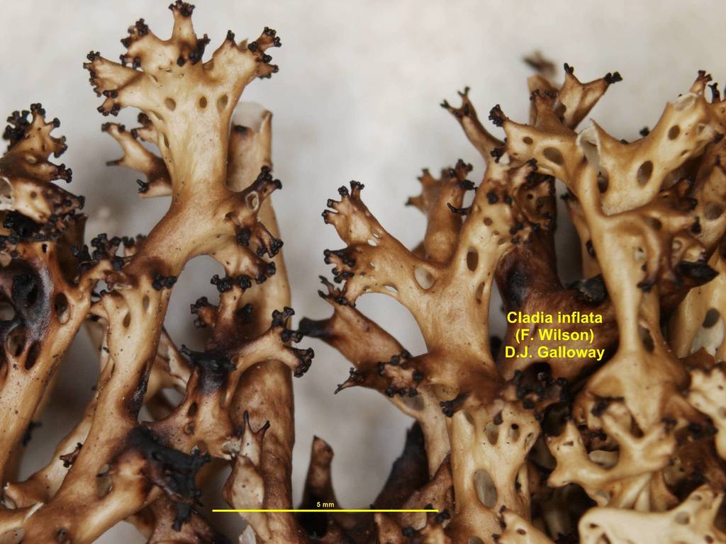 Cladia inflata