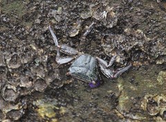 Metopograpsus