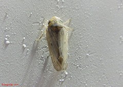 Athysanini