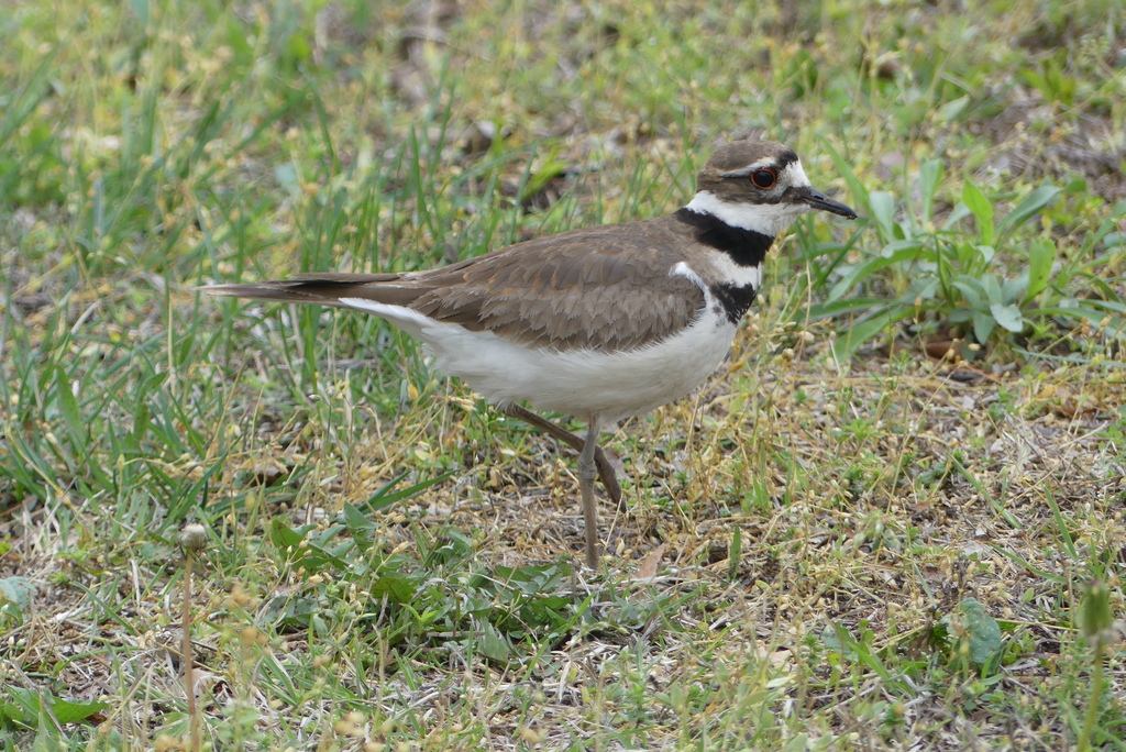 Killdeer from Olathe, KS, USA on April 20, 2023 at 1212 PM by tatejack