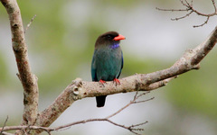 Eurystomus orientalis orientalis