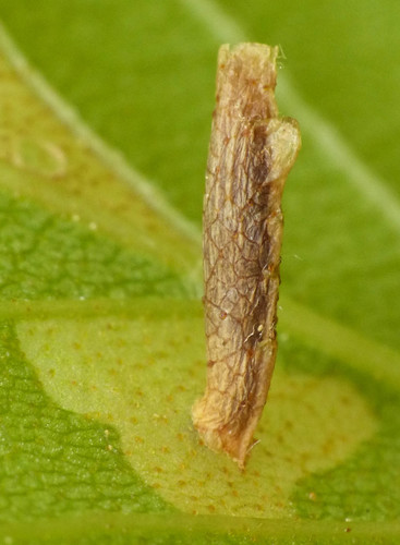 birch casebearer