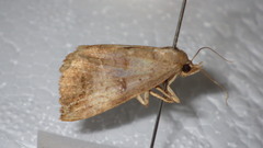 Blasticorhinus