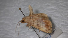 Blasticorhinus