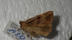 Blasticorhinus