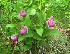 Cypripedium macranthos