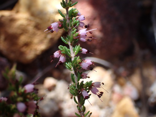 Image of Erica anguligera by (c) Ren Hoekstra, some rights reserved (CC BY)