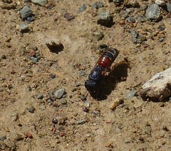 Masarinae
