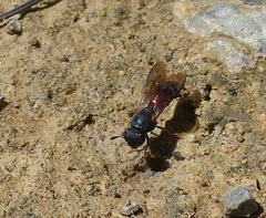 Masarinae