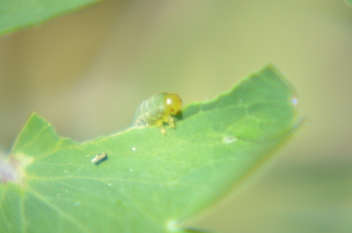 Columbine sawfly photo 4