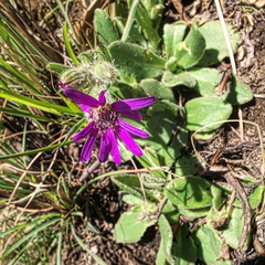 Senecio macrocephalus
