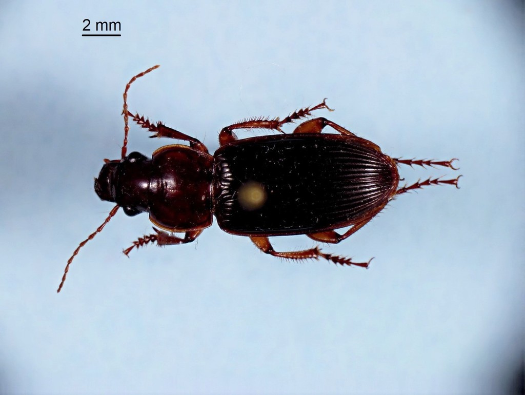 Plectralidus