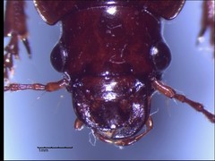 Harpalus erraticus