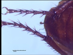 Harpalus erraticus